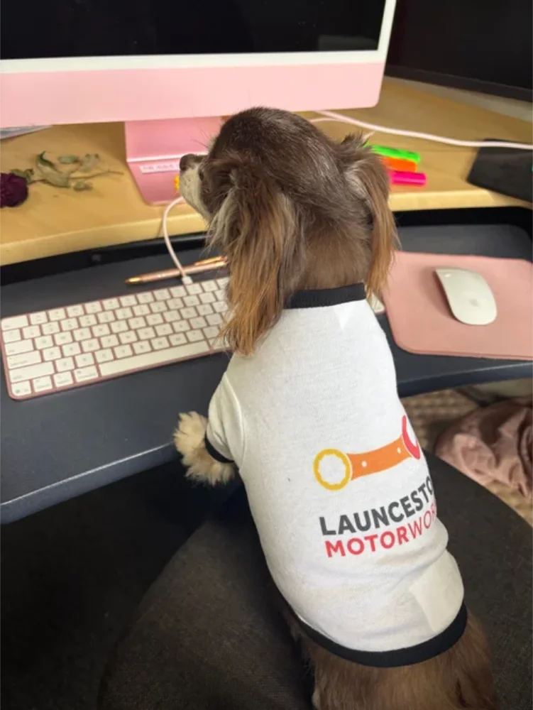 Pixie, Office Dog and Self-Appointed Security Guard at Launceston Motorworks
